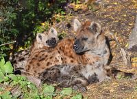 Hyena moeder en kind